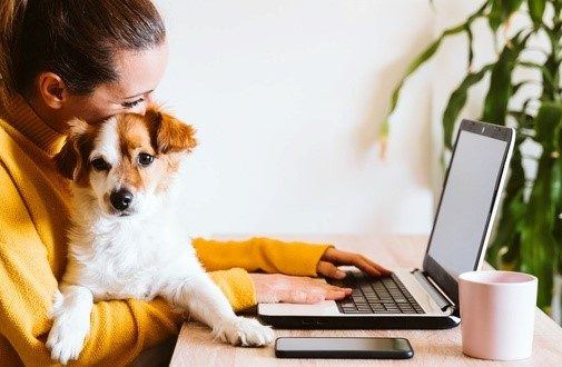 Josera, Happy Dog, Green Petfood, Bubeck & Co.: webnetz macht den Google-Sichtbarkeits-Check bei ...