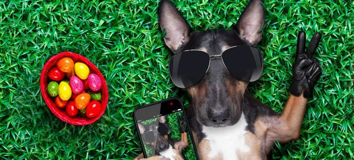 Ein Hund mit Sonnenbrille liegt neben einem Osternest auf grünem Gras
