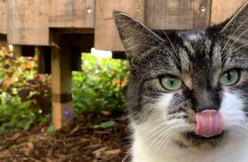 Von Katzenjammer bis Catwalk-Level: webnetz macht den Cat Food Social Check von Whiskas, Purina, Real...